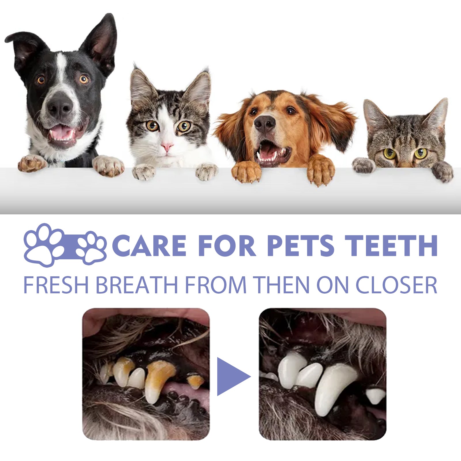 Dog and cat Teeth Cleaning Spray